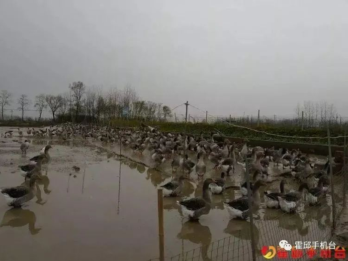 图片来源：霍邱手机台