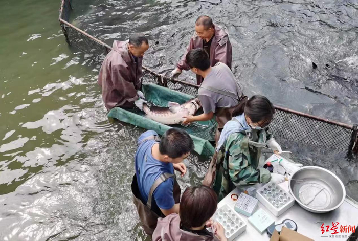 ▲给鱼做芯片标记