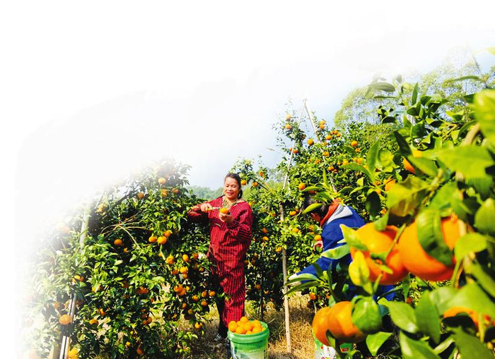     南宁特色农产品——武鸣沃柑挂满枝头    本报记者宋延康 摄
