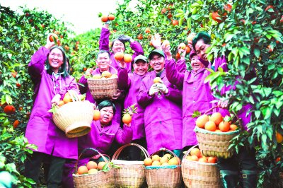     奉节县安坪镇脐橙喜获丰收。  张坤琨/摄