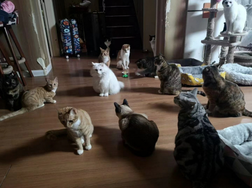 （年度爱宠人物姜兴美收养的流浪猫）