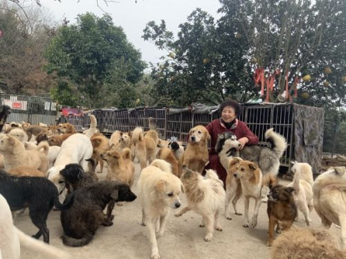 （年度爱宠人物陈运莲在她的流浪动物基地）