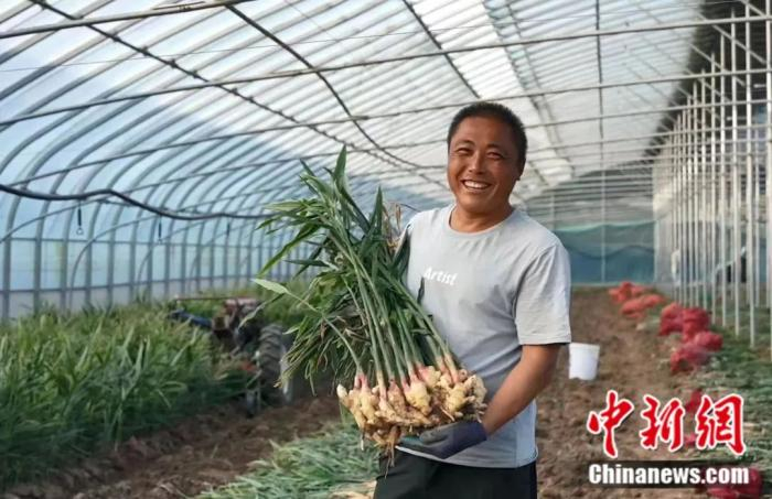 图为姜农拿着大棚种植的大姜。安丘市委宣传部 供图