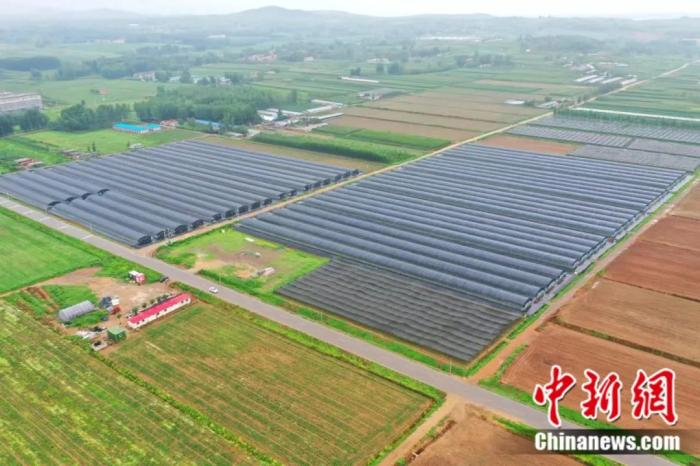 资料图：大盛镇汶水千亩有机大姜产业园。安丘市委宣传部 供图