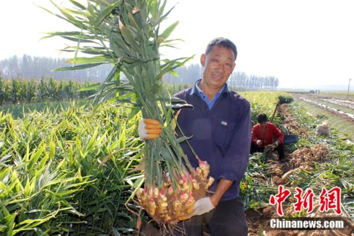 资料图：图为姜农展示刚收获的大姜。安丘市委宣传部 供图