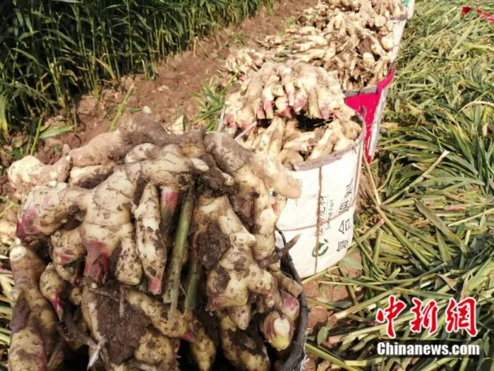 资料图：安丘市大盛镇千亩有机大姜进入采收季。安丘市委宣传部 供图