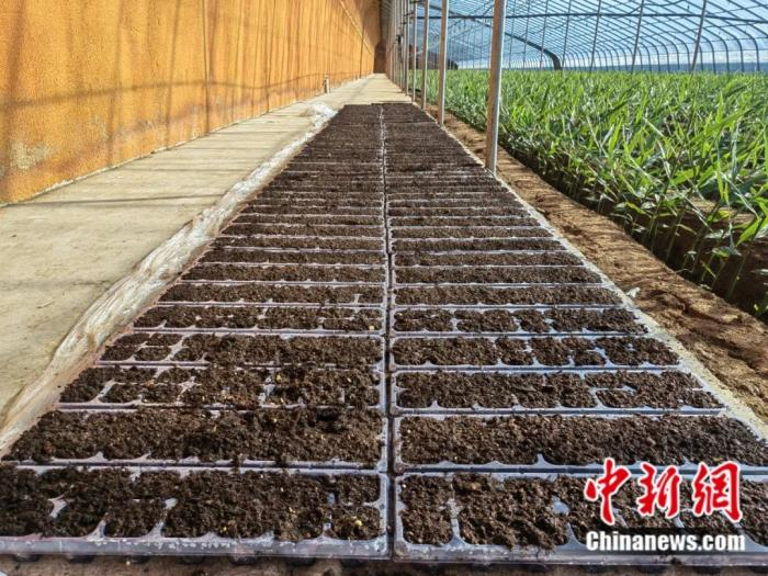 资料图：利用土壤活化修复技术进行育苗。安丘市委宣传部 供图