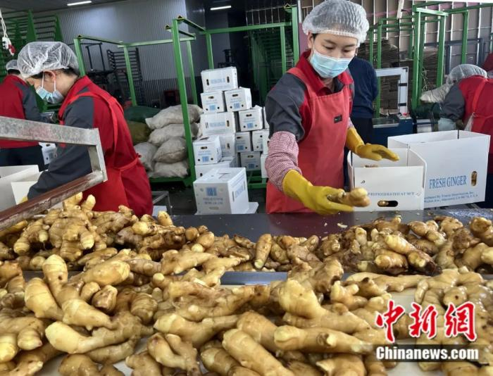 山东三涛食品有限公司厂内，工人正在加紧将生姜装箱。安丘市委宣传部 供图