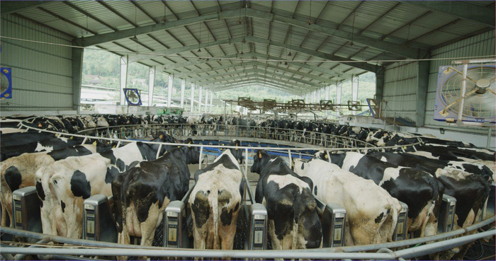 南方乳业养殖场