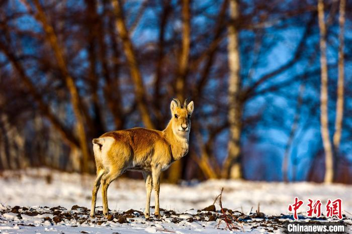 野生黄羊从蒙古国跨境进入阿尔山觅食,停留. 高元智 摄