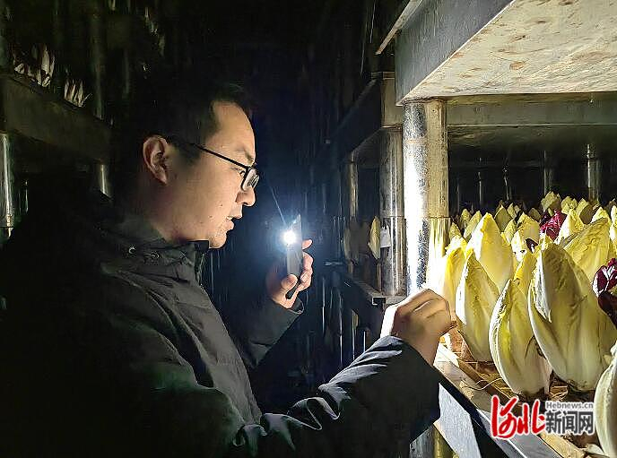 1月3日，在元氏县河北联兴佳垚农业科技有限公司生产车间，工作人员正在查看芽球菊苣长势。河北日报记者 冯 阳摄