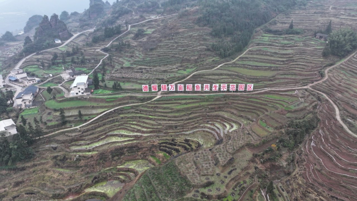 古蔺县幸福村打造的稻鱼共生示范园区。