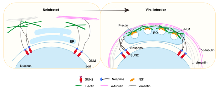 图1：SUN2促进黄病毒复制的分子机制