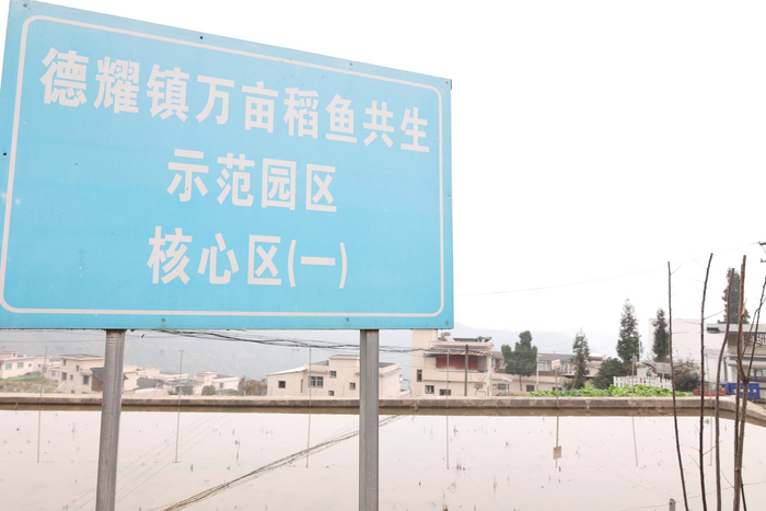 古蔺县幸福村打造的稻鱼共生示范园区。