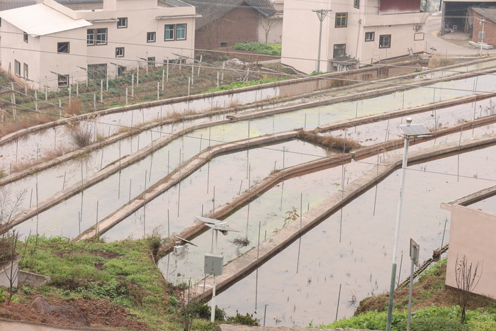 古蔺县幸福村打造的稻鱼共生示范园区。