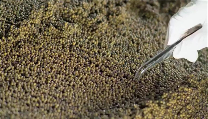 鱼子酱的生产过程 