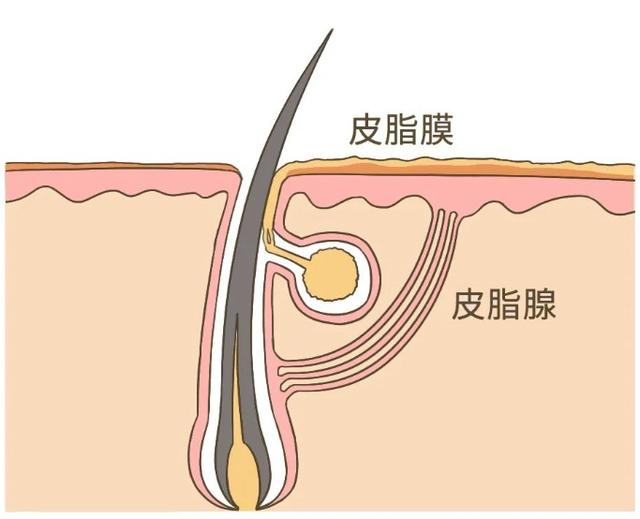 图片来源：丁香医生