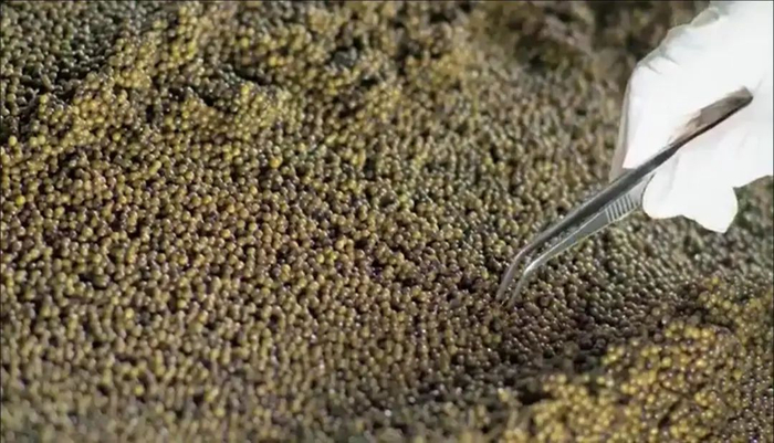 鱼子酱的生产过程&nbsp;图片来源：鲟龙科技官网