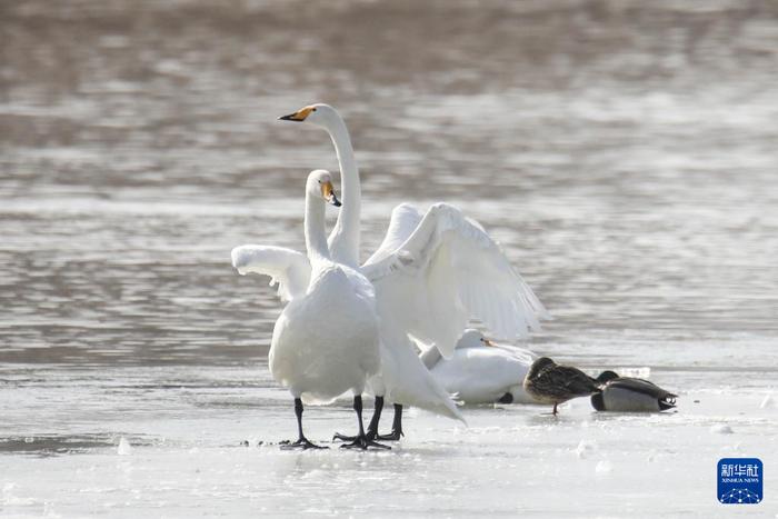  1月14日，天鹅等水鸟在甘肃省兰州市西固区达川镇境内的三河口天鹅滩栖息。新华社记者 马希平 摄
