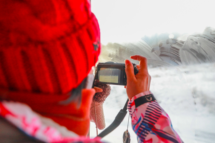 游客透过车窗拍摄路边野生黄羊。毕力格 摄