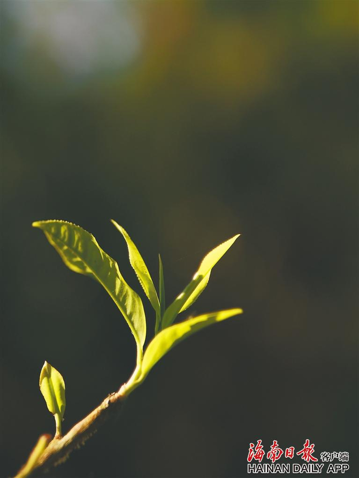 海南大叶种古茶树嫩芽。 海南日报记者 陈耿 摄