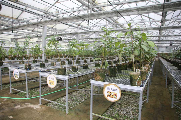 图为七仙岭全球热带水果博览中心种苗繁育基地。陈期财摄