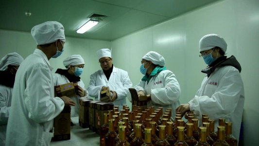 工人将天麻酒进行装盒
