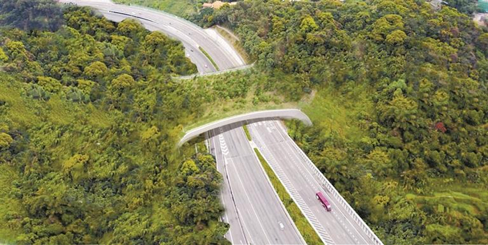 张楚楚、李欣蔚、胡凯文绘制的梅观高速生物桥效果图。 （深圳明德实验学校供图）