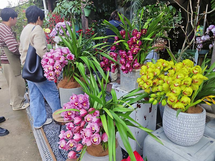     市民在选购年花 本报记者黎兆齐 摄