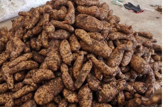 采收的新鲜天麻 