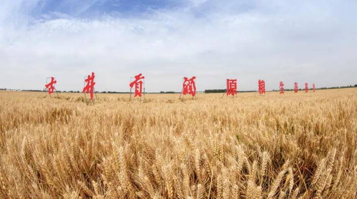 |古井贡酒原粮生态基地  图源/古井集团