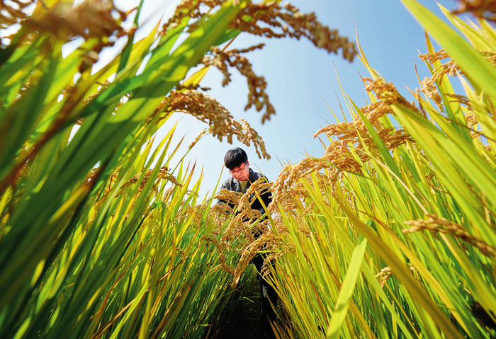   农业科研人员在河北省唐山市曹妃甸区第五农场盐碱地改良而成的高标准稻田内工作（2023 年 10 月 11 日摄）杨世尧摄 / 本刊
