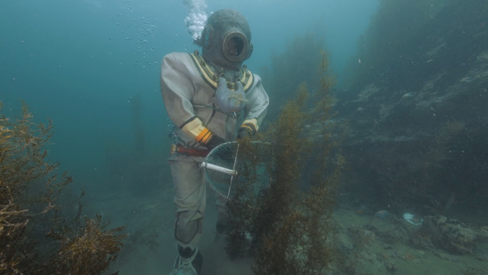 △重潜捕捞野生辽参