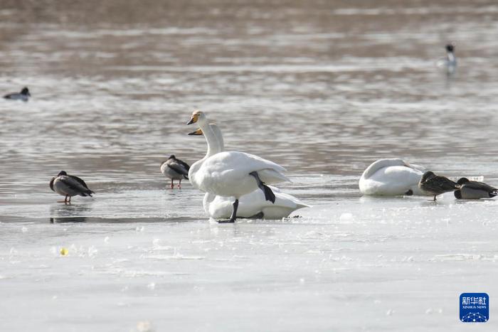   1月14日，天鹅等水鸟在甘肃省兰州市西固区达川镇境内的三河口天鹅滩栖息。新华社记者 马希平 摄