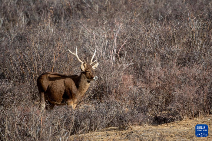 　　西藏山南市桑日西藏马鹿县级自然保护区内的西藏马鹿（1月14日摄）。新华社记者 旦增尼玛曲珠 摄