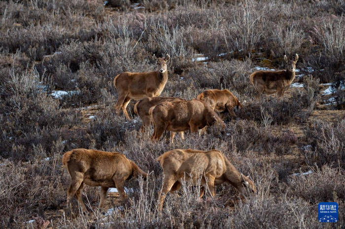 　　西藏山南市桑日西藏马鹿县级自然保护区内的西藏马鹿（1月14日摄）。新华社记者 旦增尼玛曲珠 摄