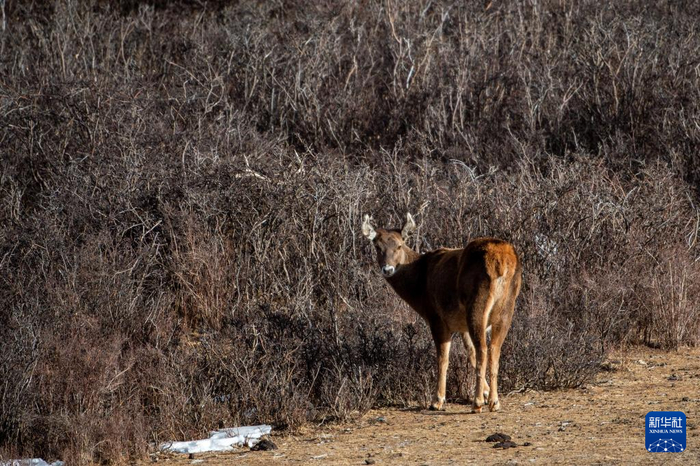 　　西藏山南市桑日西藏马鹿县级自然保护区内的西藏马鹿（1月14日摄）。新华社记者 田金文 摄