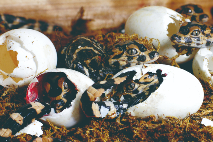 幼鳄出壳 （洪小卫 摄）