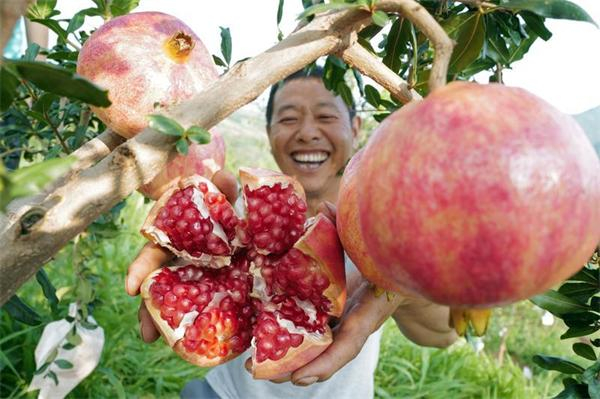 易门软籽石榴 陈飞 摄