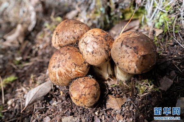 大山深处的野生松茸。新华网发（罗新才 摄）