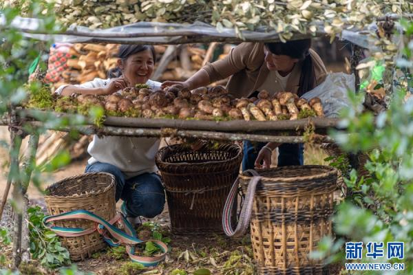 松茸丰收，农户喜笑颜开。新华网发（罗新才 摄）