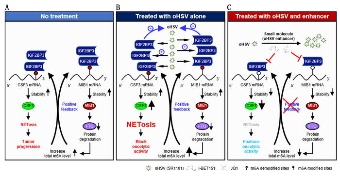 图1. 靶向抑制IGF2BP3诱导的NETosis克服恶性胶质瘤对oHSV治疗的耐药性