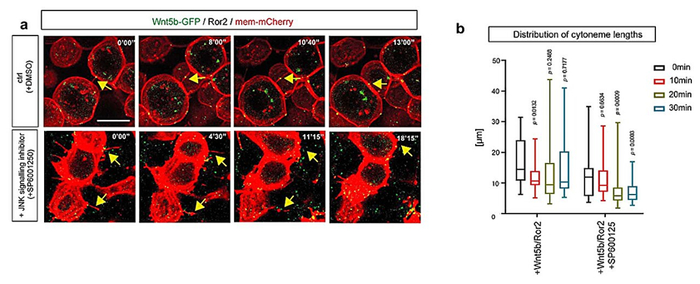 图片来自Nature, 2024, doi:10.1038/s41586-023-06850-7。