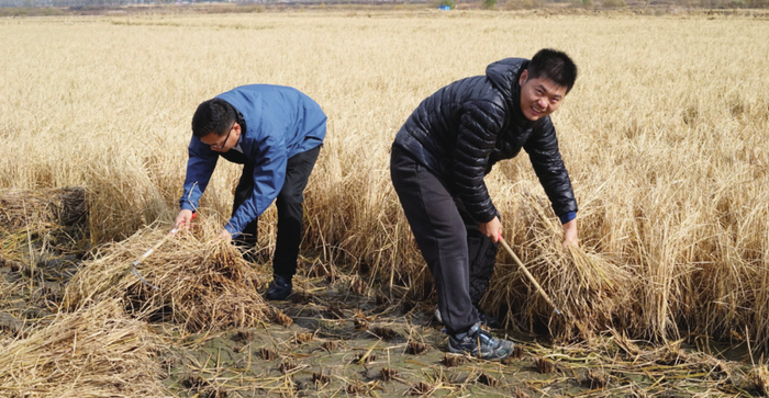 杨健（右）在大米科技的种植基地