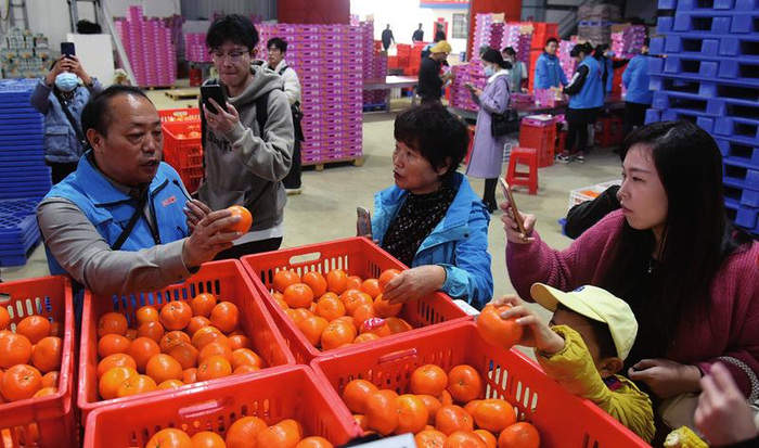     东北游客参观武鸣沃柑分拣、包装车间   本报记者  刘增璇 摄