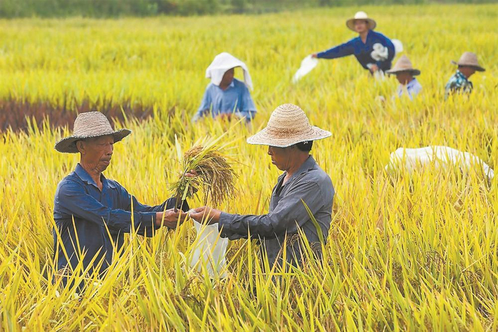省农科院工作人员在庄边镇走墘村进行量产测算。  （资料图片）