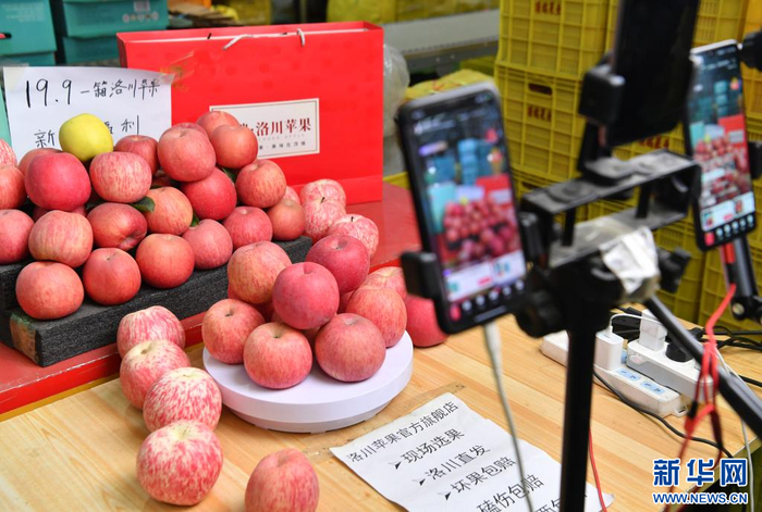1月17日，在延安市洛川县一家果业企业，工作人员使用手机进行直播带货。新华社记者 张博文 摄