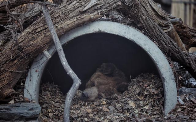 1月16日，北京动物园，位于室外的窝里垫着厚实松软的落叶，棕熊“灰灰”睡在里面，看起来十分舒服。  新京报记者 薛珺 摄
