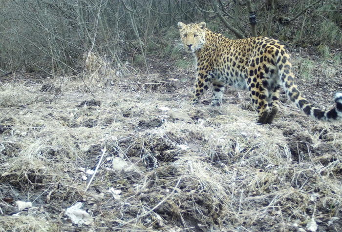重磅策划·三山里的精灵③ | 华北豹,六盘山的"王者"!