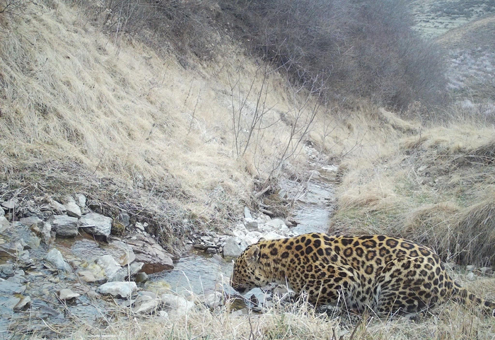 重磅策划·三山里的精灵③ | 华北豹,六盘山的"王者"!